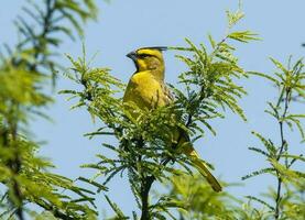 Jaune cardinal, gouvernante cristata, en danger espèce dans la pampa, Argentine photo