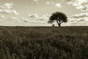 fleuri paysage, la pampa, Argentine photo