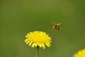 abeille sur une sauvage fleur, patagonie photo