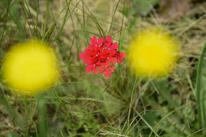 rouge sauvage fleur dans patagonie, Argentine photo