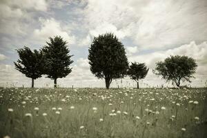 fleuri paysage, la pampa, Argentine photo