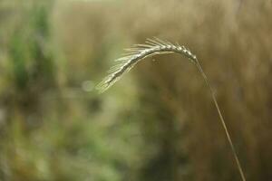 blé pointes ,céréale planté dans la pampa, Argentine photo