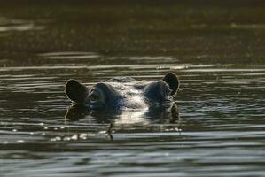 hippopotame , Kruger nationale parc , Afrique photo