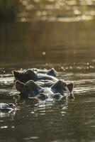 hippopotame , Kruger nationale parc , Afrique photo