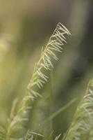 sauvage fleur dans patagonie, Argentine photo