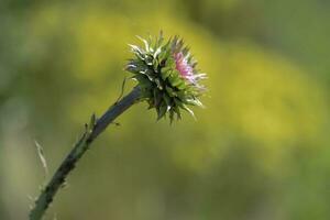 Jaune sauvage fleur dans patagonie, Argentine photo