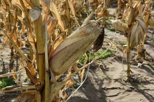 blé épi croissance sur plante prêt à récolte, argentin campagne, buenos aires province, Argentine photo