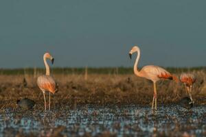 flamants roses, patagonie Argentine photo