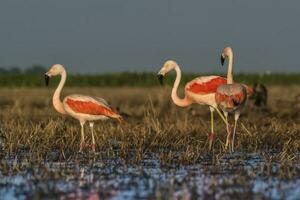 flamants roses, patagonie Argentine photo