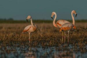 flamants roses, patagonie Argentine photo