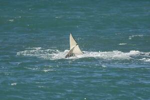 tueur baleine queue , patagonie Argentine photo