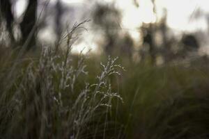 herbe dans campagne pampa Argentine photo