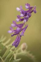 sauvage fleur dans patagonie, Argentine photo