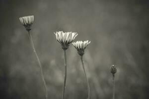 Jaune sauvage fleur dans patagonie, Argentine photo