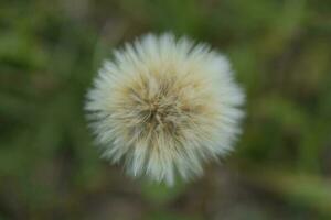 Jaune sauvage fleur dans patagonie, Argentine photo