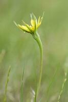 sauvage fleur dans patagonie, Argentine photo