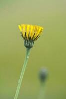 sauvage fleur dans patagonie, Argentine photo