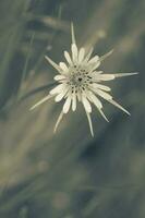 sauvage fleur dans patagonie, Argentine photo