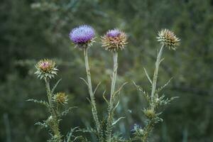 Jaune sauvage fleur dans patagonie, Argentine photo