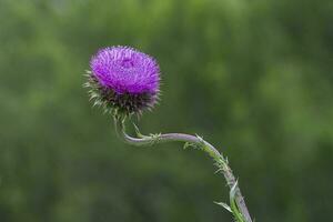 sauvage fleur dans patagonie, Argentine photo