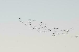 aigrette troupeau dans vol, la la pampa province, patagonie, Argentine photo