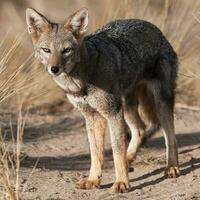 pampa gris Renard dans pampa herbe environnement, la la pampa province, patagonie, Argentine. photo