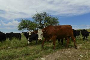 bouvillons nourris sur pâturage, la pampa, Argentine photo