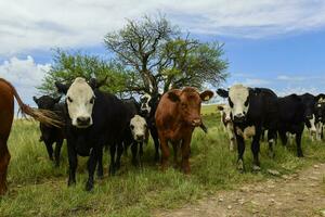 bouvillons nourris sur pâturage, la pampa, Argentine photo