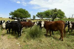 bouvillons nourris sur pâturage, la pampa, Argentine photo