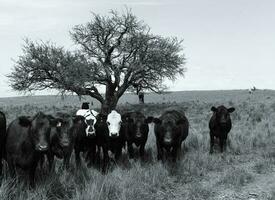 bouvillons nourris sur pâturage, la pampa, Argentine photo