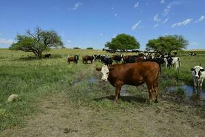 bouvillons nourris sur pâturage, la pampa, Argentine photo