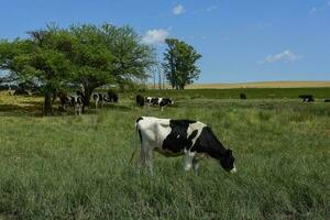 bouvillons nourris sur pâturage, la pampa, Argentine photo