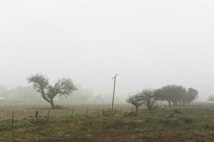 solitaire arbre dans épais brouillard à aube, dans pampa paysage, la la pampa province, patagonie, Argentine. photo