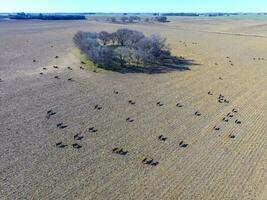 vaches, aérien vue , pampa, Argentine photo