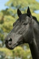 noir reproduction cheval, portrait, la la pampa province, patagonie, Argentine. photo
