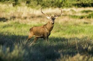 Masculin rouge cerf dans la pampa, Argentine, parque luro, la nature réserve photo