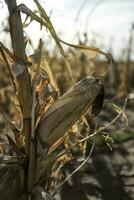 blé épi croissance sur plante prêt à récolte, argentin campagne, buenos aires province, Argentine photo