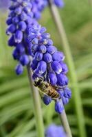 abeille pollinisant une fleur photo