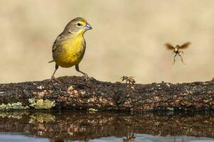 Safran bouvreuil ,sicalis flaveola, la pampa, Argentine. photo