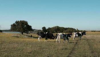 vaches dans le argentin campagne photo