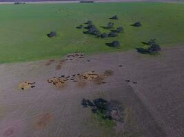 vaches nourris avec Naturel herbe, pampa, Argentine photo