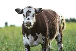 vaches dans campagne, pampa, Argentine photo