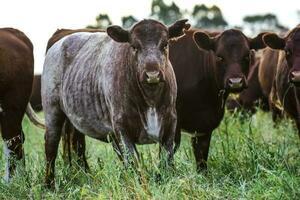 vaches dans Naturel des champs, buenos aires, Argentine photo
