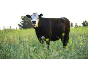 vaches dans Naturel des champs, buenos aires, Argentine photo