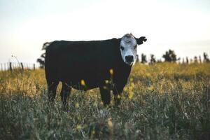 vaches dans campagne, pampa, Argentine photo