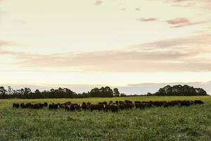 nourris herbe bétail, vaches dans pampa, Argentine photo