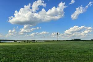 vaches paysage dans la pampa, Argentine photo