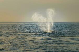 du sud droite baleine respiration, péninsule valdés, patagonie, Argentine photo