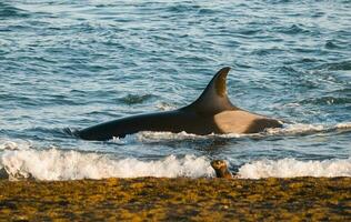 orque chasser mer les Lions, patagonie , Argentine photo
