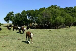 bétail dans argentin campagne, la la pampa province, Argentine. photo